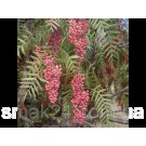Перец розовый горошком 1 кг