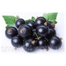 Чай с черной смородиной и бузиной Loyd Blackcurrant and Elderberry flower  20 пирамидок  Польша