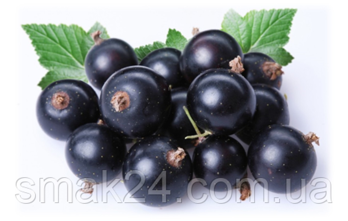 Чай с черной смородиной и бузиной Loyd Blackcurrant and Elderberry flower  20 пирамидок  Польша